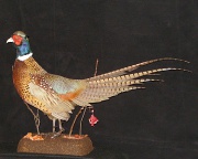 Pheasant Mount