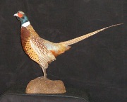 Pheasant Mount