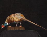 Pheasant Mount