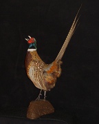 Pheasant Mount