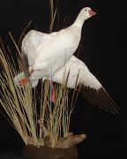 Snowgoose