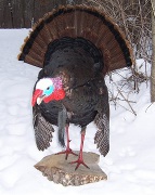 Pheasant Mount