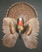 Pheasant Mount